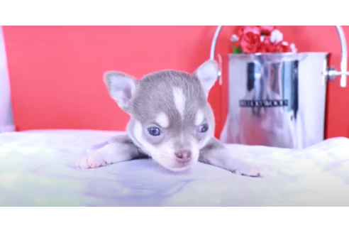 成約済の愛知県のチワワ(スムースコート)-127284の1枚目